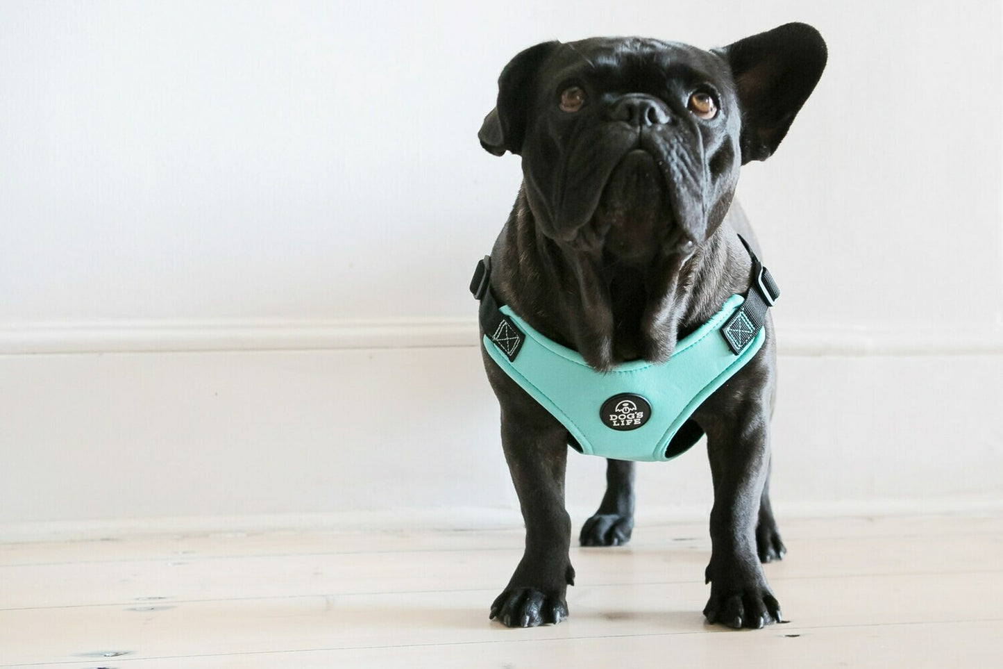 Dog Harness - Soft Neoprene (Turquoise)