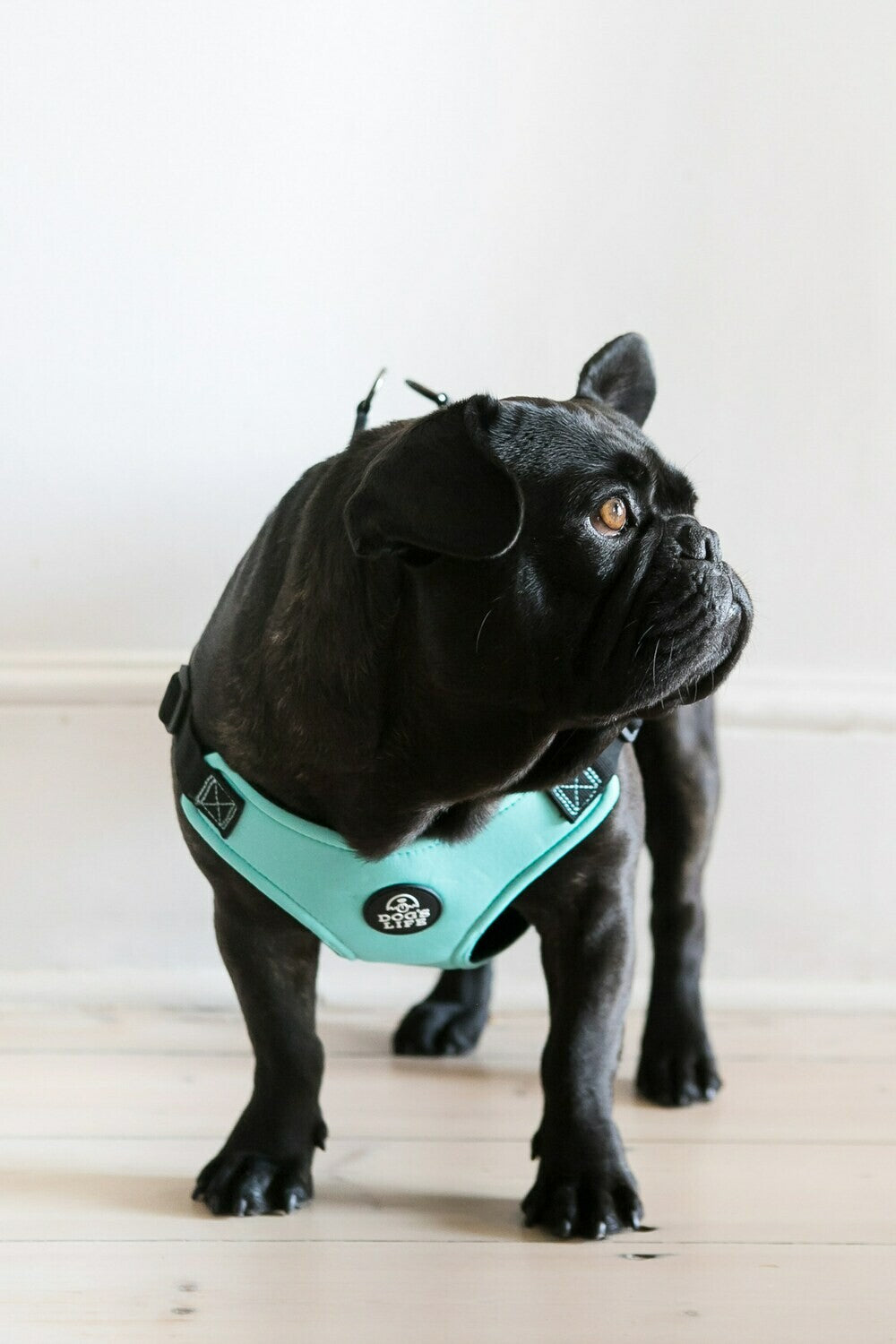 Dog Harness - Soft Neoprene (Turquoise)