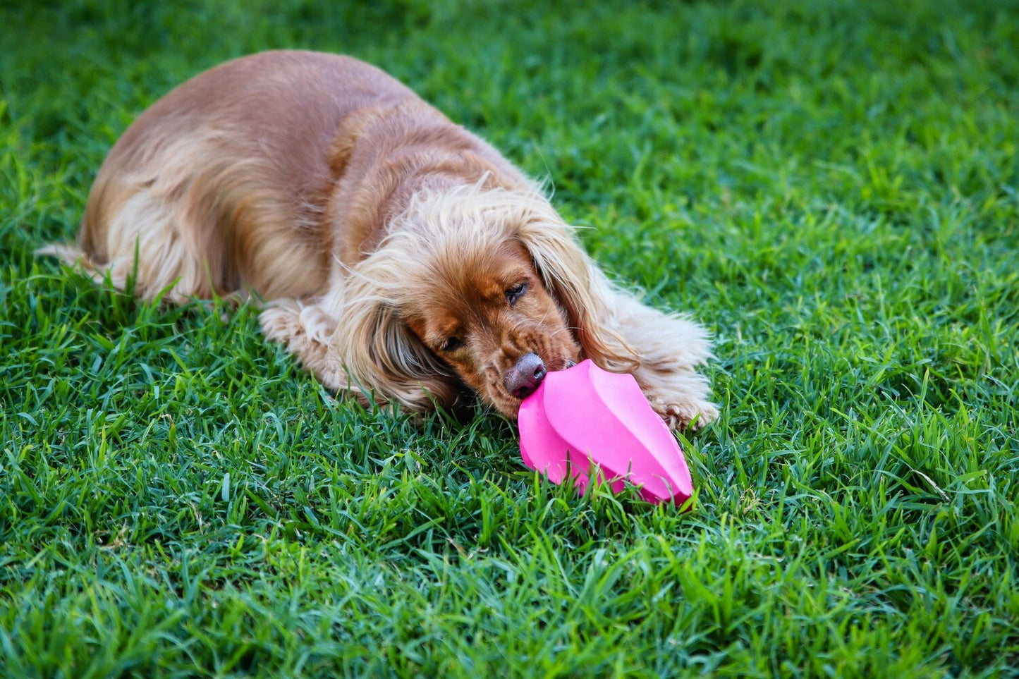 Natural Rubber Stuffable Treat Hider - Dog Toy