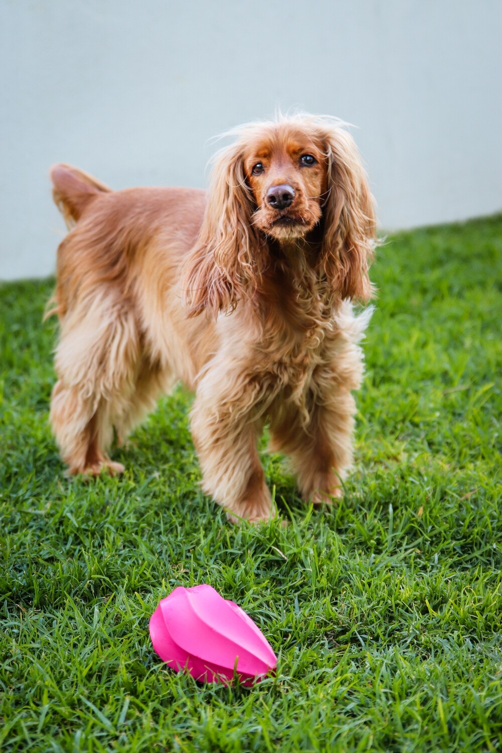 Natural Rubber Stuffable Treat Hider - Dog Toy