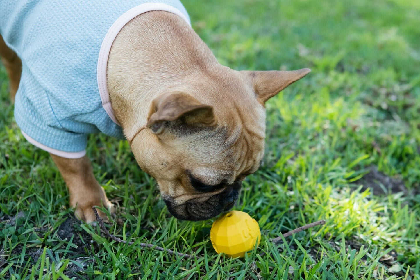 Africa Ball - Natural Rubber Dog Toy