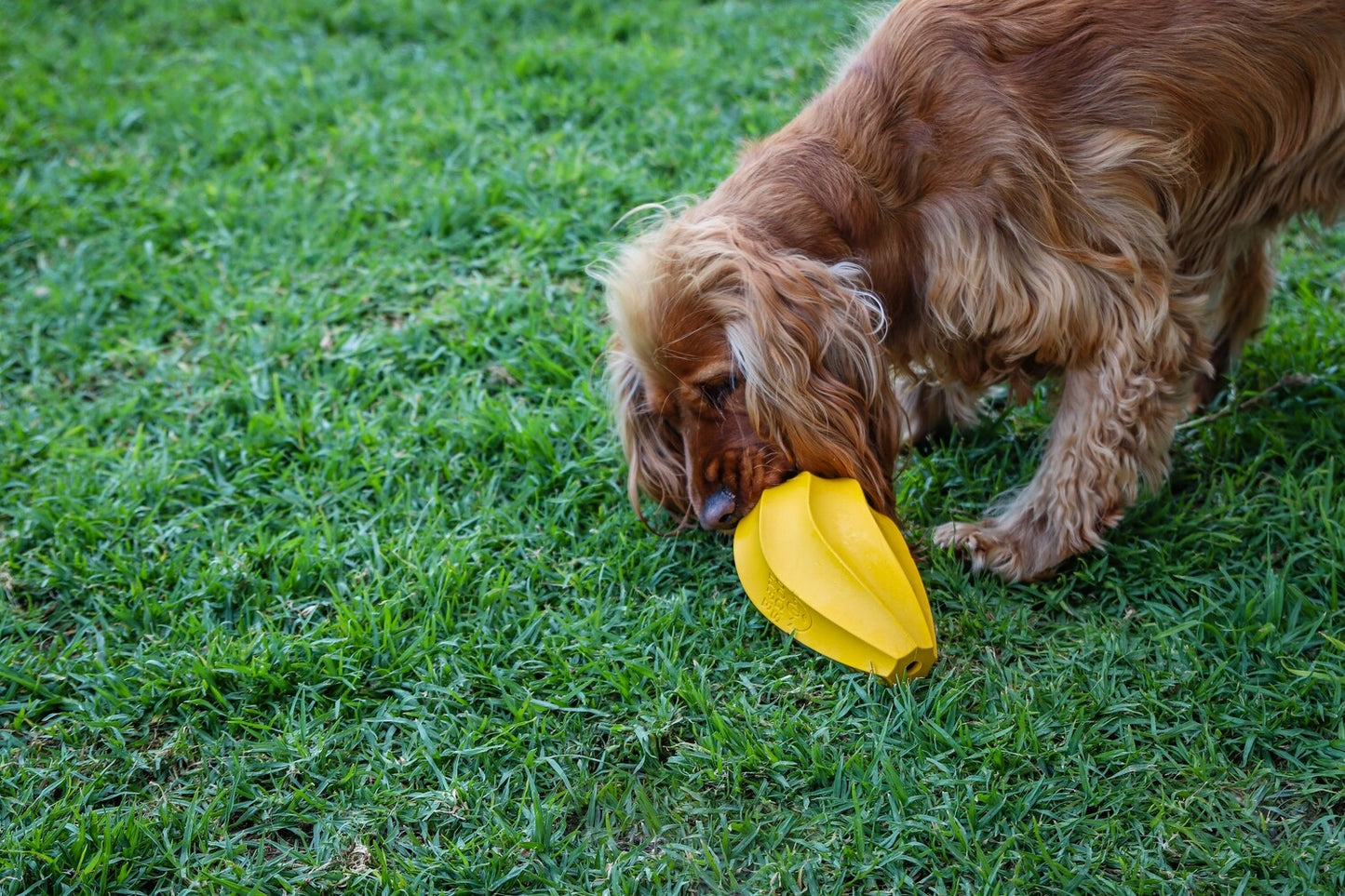 Natural Rubber Stuffable Treat Hider - Dog Toy