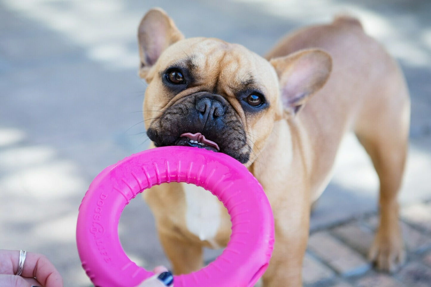 Natural Rubber Dog Toy - Stuffable Gloop Loop