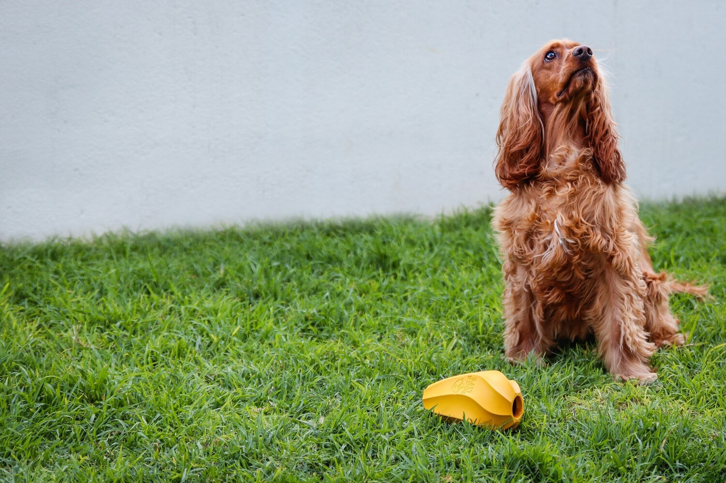 Natural Rubber Stuffable Treat Hider - Dog Toy