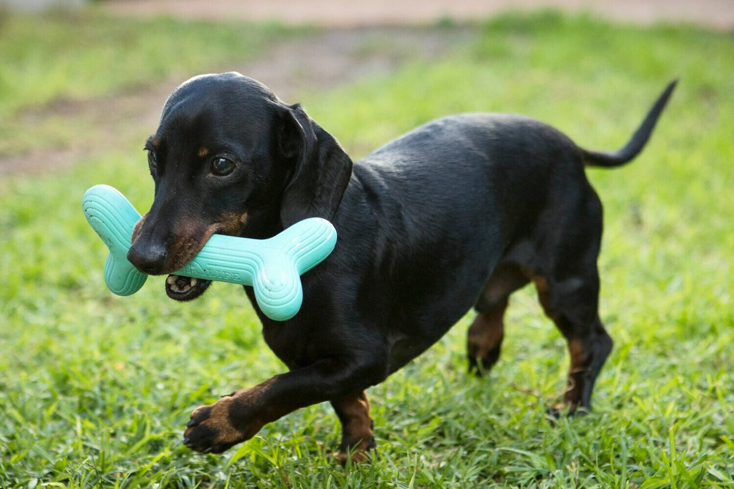 Natural Rubber Dog Toy - Fetchstix