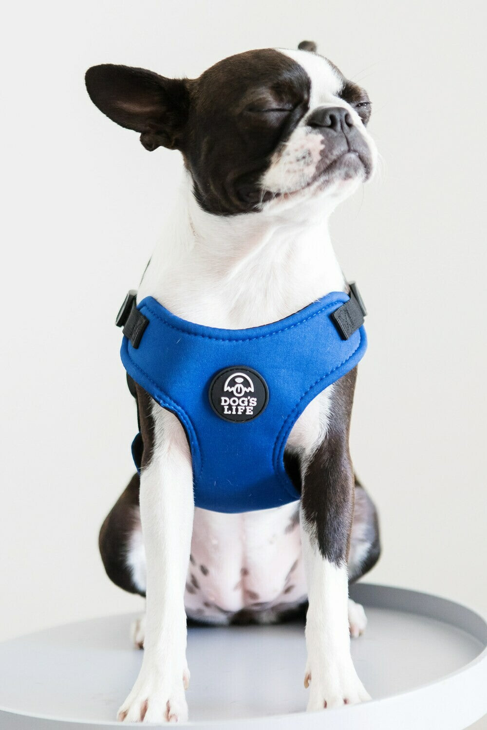 Dog Harness - Soft Neoprene (Yale Blue)