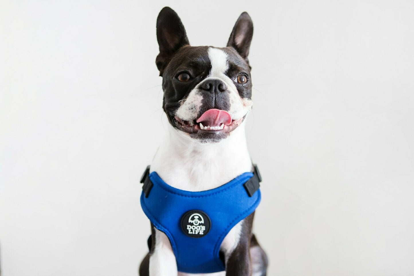 Dog Harness - Soft Neoprene (Yale Blue)