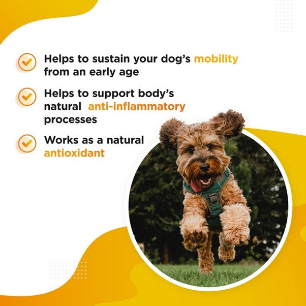 Dog's Lounge - MERIC EXTRA Advanced Turmeric Extract for Dogs