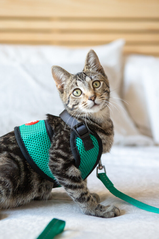 Soft Cat Harness With Velcro (Green)