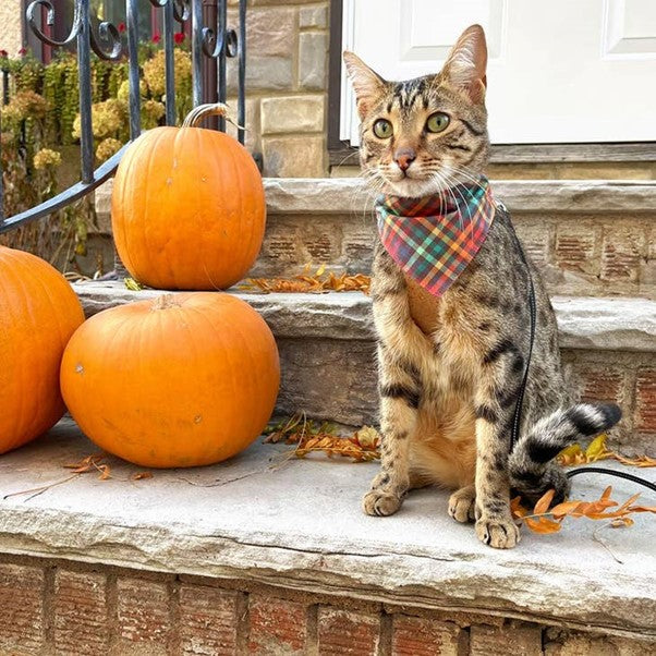 "Campfire " Bandana for Cats by Made By Cleo