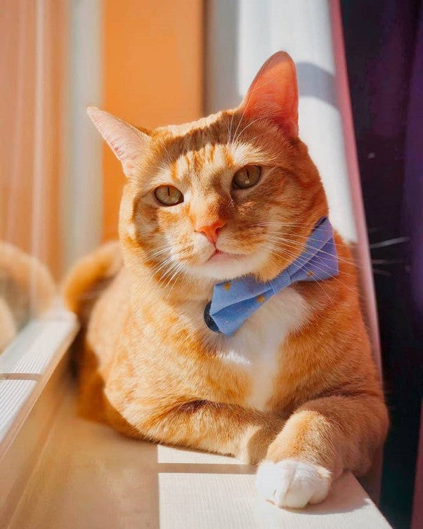 "Dusk" Bow Tie for Cats by Made By Cleo