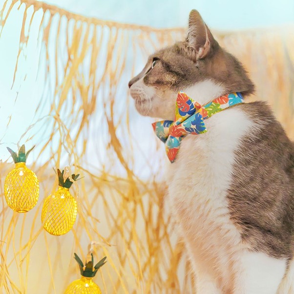 "Tiki Dreams" Bow Tie for Cats by Made By Cleo