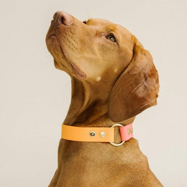 Dog Collar (Orange & Pink) by GULA