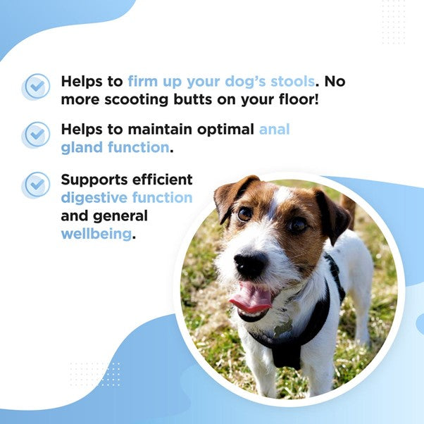 Dog's Lounge - SCOOTER Anal Gland Supplement for Dogs and Puppies